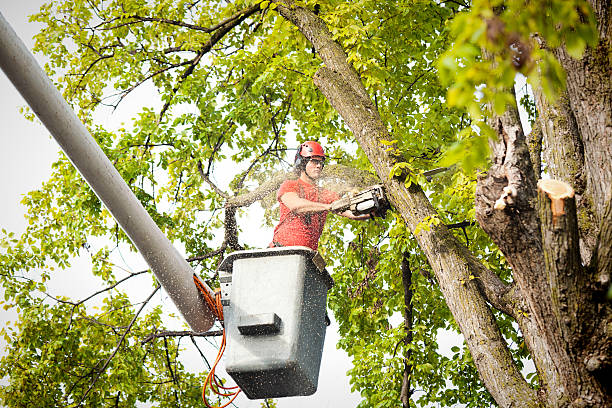 Professional Tree Care  in Massillon, OH